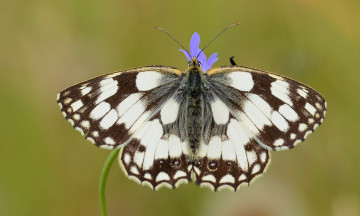 Картинка животные бабочки +мотыльки +моли усики насекомое травинка макро крылья бабочка фон