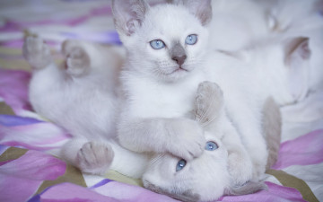 Картинка животные коты белые котята пушистые