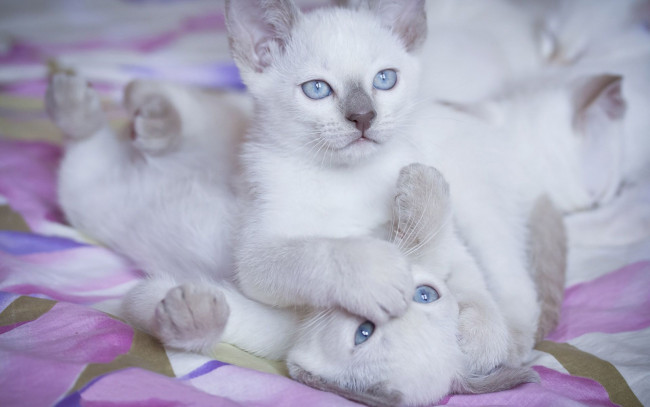 Обои картинки фото животные, коты, белые, котята, пушистые
