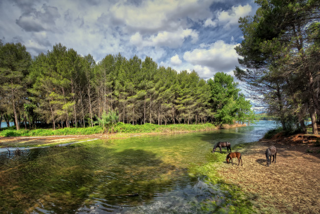 Обои картинки фото животные, лошади, лес, кони, луг, река