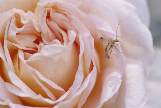 Обои картинки фото животные, насекомые, роза, крылья, насекомое, takaten, нежная, кремовая, лепестки