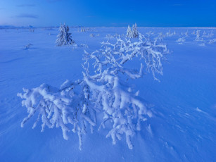 Картинка природа зима деревья снег
