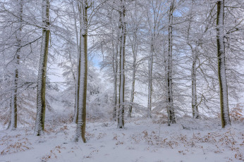 Картинка природа лес пейзаж деревья зима