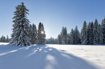 Картинка природа зима деревья пейзаж лес
