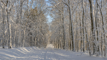 Картинка природа зима пейзаж дорога деревья лес