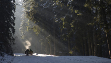 Картинка природа дороги деревья снег