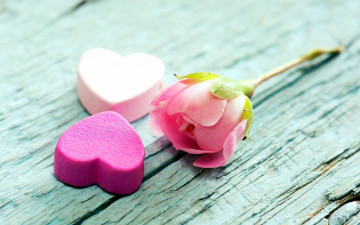 Картинка праздничные день+святого+валентина +сердечки +любовь сердечки бутон роза