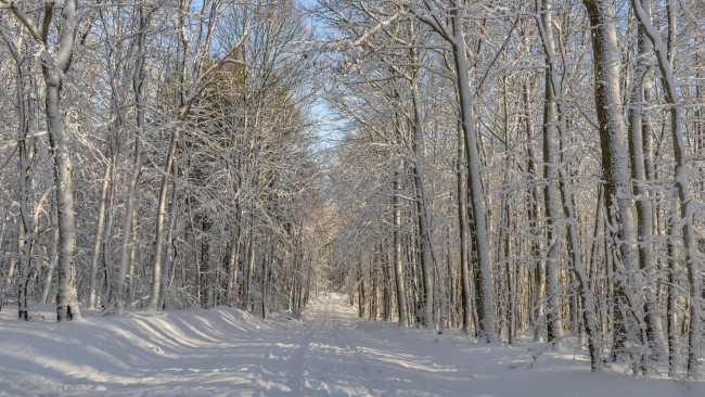 Обои картинки фото природа, зима, пейзаж, дорога, деревья, лес