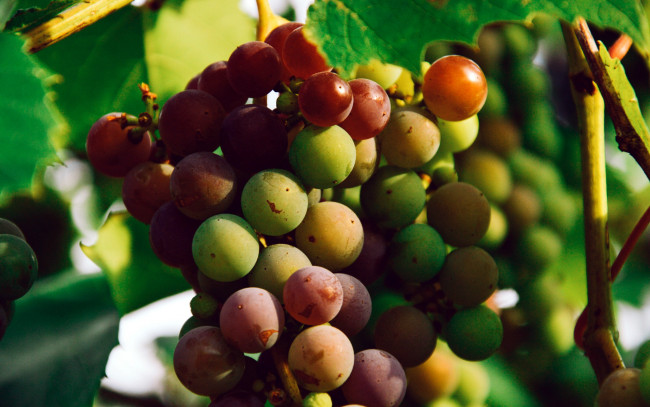 Обои картинки фото природа, Ягоды,  виноград, гроздь, незрелый