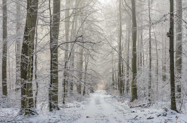 Обои картинки фото природа, дороги, пейзаж, дорога, деревья, лес, зима