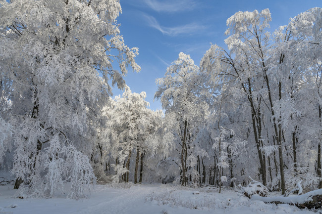 Обои картинки фото природа, зима, снег, деревья