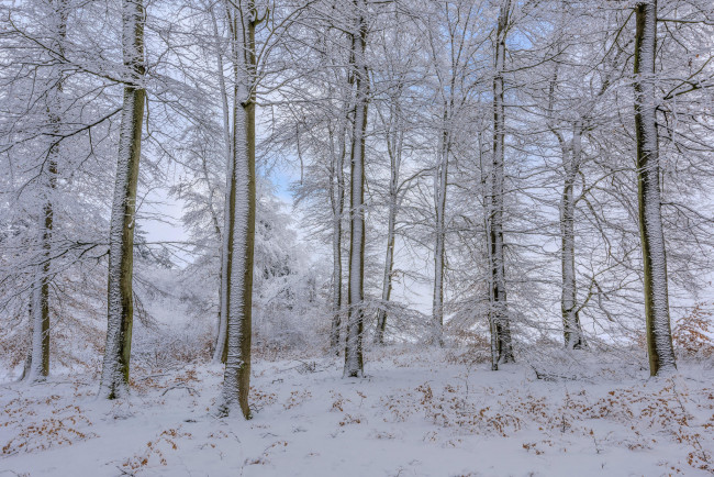Обои картинки фото природа, лес, пейзаж, деревья, зима