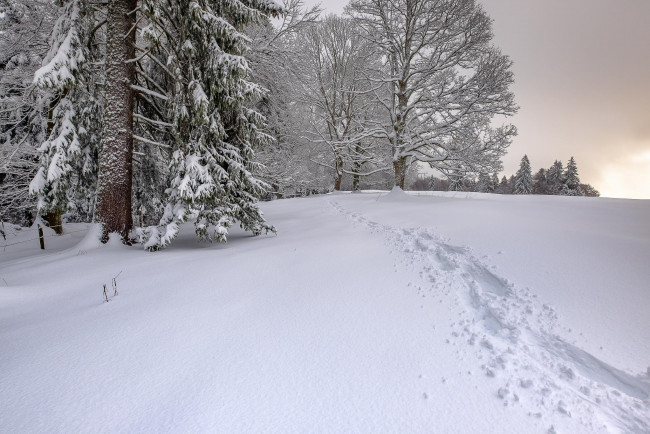Обои картинки фото природа, зима, сугробы, снег, деревья