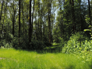 Картинка природа лес трава тропа