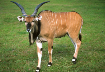 Картинка животные антилопы антилопа канна трава