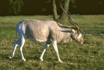 Картинка животные антилопы деревья трава антилопа