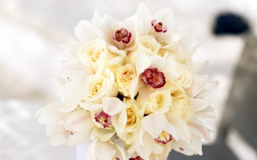 Картинка цветы букеты +композиции орхидеи розы