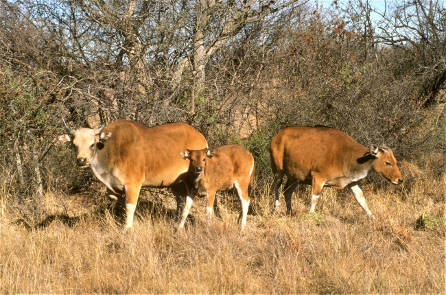 Обои картинки фото животные, коровы,  буйволы, трава, кусты, бантенги, теленок