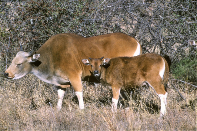 Обои картинки фото животные, коровы,  буйволы, кусты, трава, теленок, бантенги