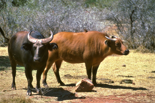 Обои картинки фото животные, коровы,  буйволы, саванна, буйволы, кусты