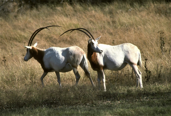 Обои картинки фото животные, антилопы, трава, пара, ориксы