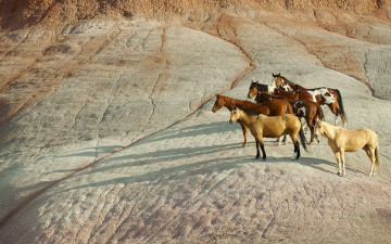 Картинка животные лошади табун скалы