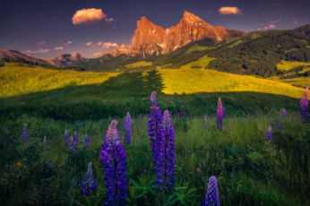 Картинка природа луга поле свет цветы горы скалы склоны люпины