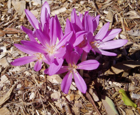Картинка цветы крокусы сиреневый весна