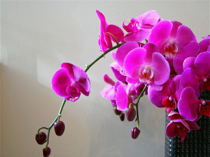 Картинка цветы орхидеи розовый экзотика