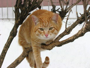 Картинка животные коты кошка дерево снег зима рыжий