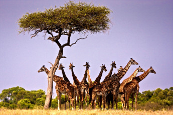 обоя животные, жирафы, шея, пятна, дерево