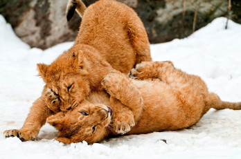 Картинка животные львы львята игра малыши