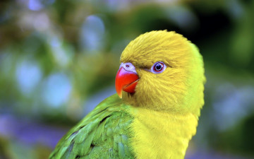 Картинка животные попугаи неразлучник