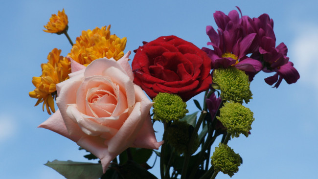 Обои картинки фото цветы, разные, вместе, розы, хризантемы