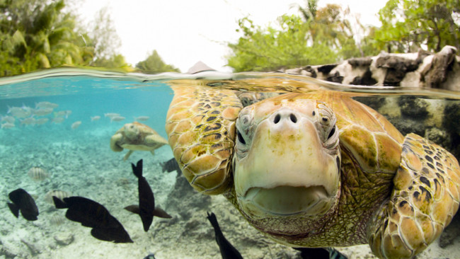 Обои картинки фото животные, Черепахи, вода, черепаха, рыбки