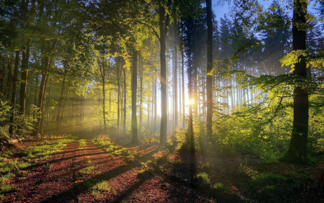 Обои картинки фото природа, лес, рассвет, утро, лучи, дорога