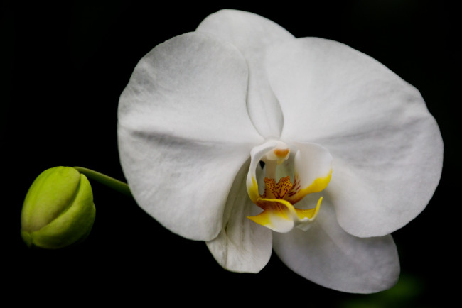Обои картинки фото цветы, орхидеи, белая, орхидея, макро, черный, фон