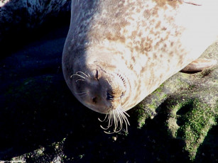 обоя seals, животные, тюлени, морские, львы, котики