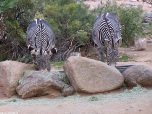 Картинка зебры животные