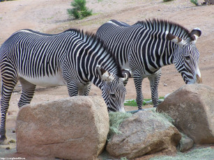 Картинка зебры животные
