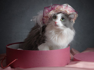 Картинка igor dvoretskiy живой натюрморт животные коты