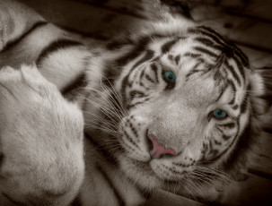 Картинка тигр животные тигры глаза морда фотошоп