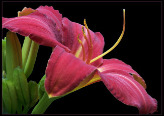 Картинка цветы лилии лилейники красные