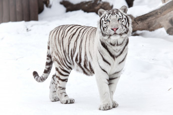 Картинка тигр на снегу животные тигры смотрит стоит