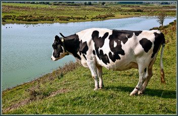 Картинка животные коровы буйволы корова река