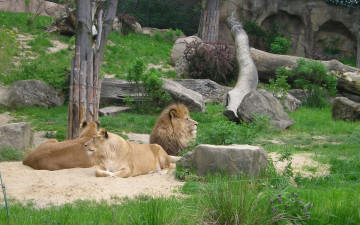 Картинка животные львы львицы зоопарк вольер лев