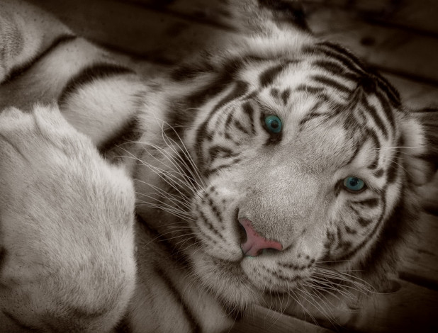 Обои картинки фото тигр, животные, тигры, глаза, морда, фотошоп