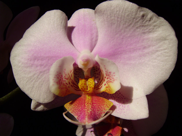 Обои картинки фото цветы, орхидеи, экзотика, макро
