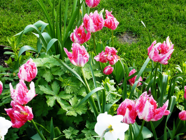 Обои картинки фото цветы, тюльпаны, трава