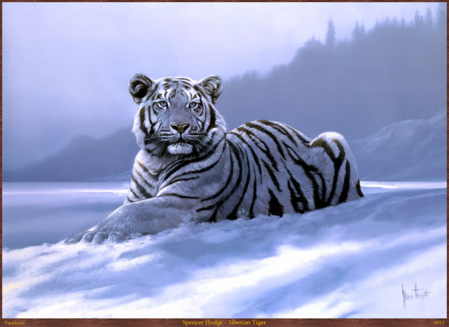 Обои картинки фото spencer, hodge, siberian, tiger, рисованные, тигр, арт
